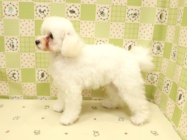 埼玉県のトイプードル(トイ) (ペットショッププチマリア 入間武蔵藤沢店/2026年3月27日生まれ/男の子/ホワイト)の子犬の3枚目の画像
