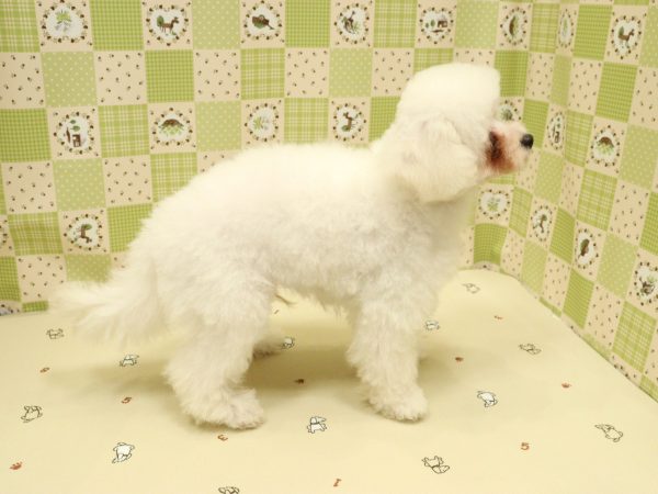 埼玉県のトイプードル(トイ) (ペットショッププチマリア 入間武蔵藤沢店/2026年3月27日生まれ/男の子/ホワイト)の子犬の4枚目の画像
