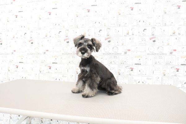 三重県のミニチュアシュナウザー (ペットショッププチマリア　イオンタウン松阪船江店/2026年3月29日生まれ/男の子/ソルトペッパー)の子犬の3枚目の画像