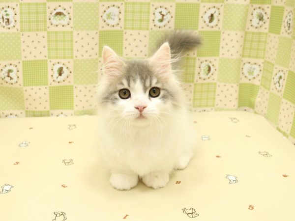 埼玉県のマンチカン (ペットショッププチマリア 入間武蔵藤沢店/2026年4月19日生まれ/男の子/ブルータビーホワイト)の子猫の2枚目の画像