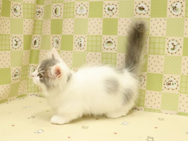 埼玉県のマンチカン (ペットショッププチマリア 入間武蔵藤沢店/2026年4月19日生まれ/男の子/ブルータビーホワイト)の子猫の4枚目の画像