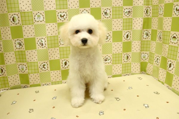 埼玉県のビションフリーゼ (ペットショッププチマリア 入間武蔵藤沢店/2026年4月23日生まれ/男の子/ホワイト)の子犬の2枚目の画像