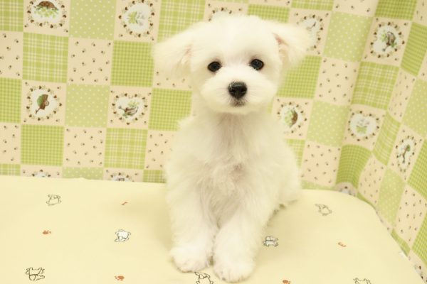 埼玉県のマルチーズ (ペットショッププチマリア 入間武蔵藤沢店/2026年4月26日生まれ/男の子/ホワイト)の子犬の2枚目の画像