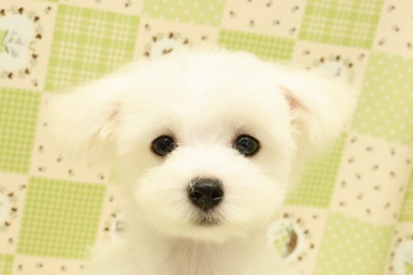 マルチーズ