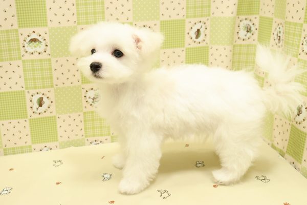 埼玉県のマルチーズ (ペットショッププチマリア 入間武蔵藤沢店/2026年4月26日生まれ/男の子/ホワイト)の子犬の4枚目の画像