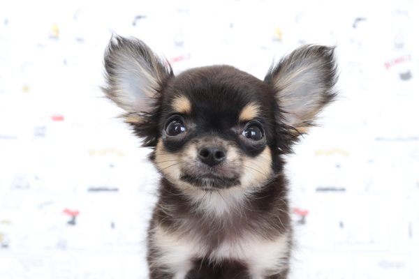 三重県のチワワ(ロング) (ペットショッププチマリア　イオンタウン松阪船江店/2026年3月30日生まれ/女の子/ブラックタン)の子犬の1枚目の画像