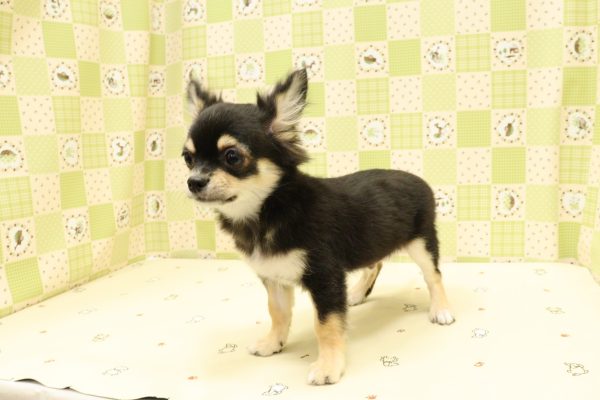 埼玉県のチワワ(ロング) (ペットショッププチマリア 入間武蔵藤沢店/2026年4月11日生まれ/男の子/ブラックタン)の子犬の4枚目の画像