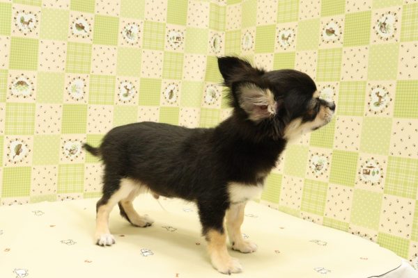 埼玉県のチワワ(ロング) (ペットショッププチマリア 入間武蔵藤沢店/2026年4月11日生まれ/男の子/ブラックタン)の子犬の3枚目の画像
