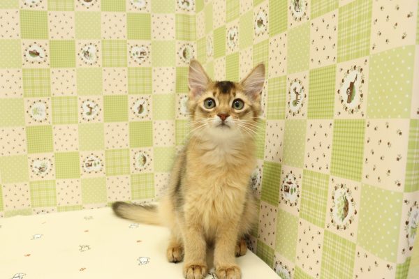 埼玉県のソマリ (ペットショッププチマリア 入間武蔵藤沢店/2026年4月13日生まれ/女の子/ルディ)の子猫の2枚目の画像