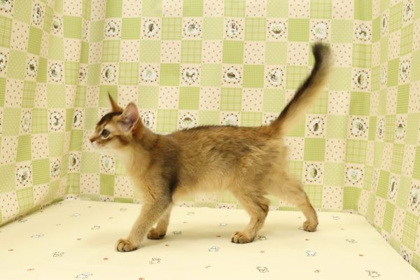埼玉県のソマリ (ペットショッププチマリア 入間武蔵藤沢店/2026年4月13日生まれ/女の子/ルディ)の子猫の4枚目の画像