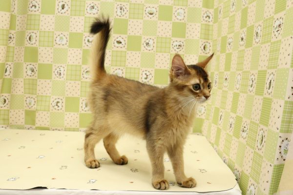 埼玉県のソマリ (ペットショッププチマリア 入間武蔵藤沢店/2026年4月13日生まれ/女の子/ルディ)の子猫の3枚目の画像