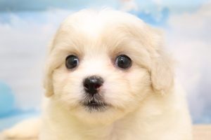 ミックス（ハーフ犬）