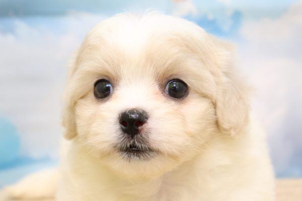 ミックス(ハーフ犬)