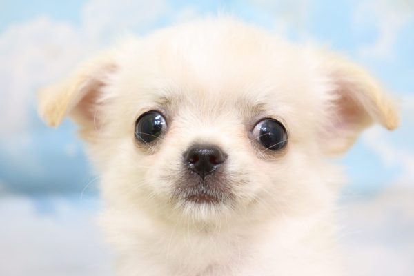 愛知県のチワワ(ロング) (ペットショッププチマリア 一宮イオンモール木曽川キリオ店/2026年5月4日生まれ/男の子/クリームホワイト)の子犬