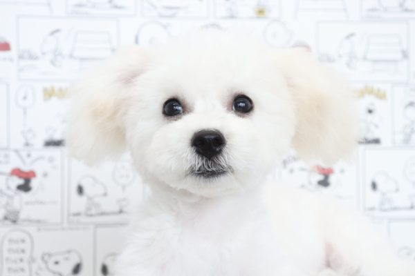 三重県のビションフリーゼ (ペットショッププチマリア　イオンタウン松阪船江店/2026年3月21日生まれ/男の子/ホワイト)の子犬の1枚目の画像