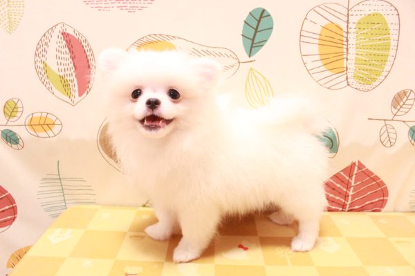 東京都のペキポメ/ポメペキ(ペキニーズ×ポメラニアン) (ペットショッププチマリア 町田多摩境店/2026年4月6日生まれ/女の子/ホワイト)の子犬の3枚目の画像
