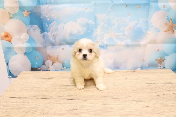 愛知県のペキプー(ペキニーズ×プードル) (ペットショッププチマリア 一宮イオンモール木曽川キリオ店/2026年5月4日生まれ/女の子/クリームホワイト)の子犬の2枚目の画像