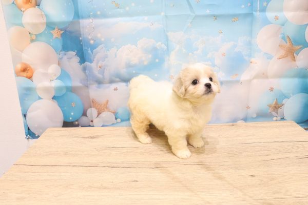 愛知県のペキプー(ペキニーズ×プードル) (ペットショッププチマリア 一宮イオンモール木曽川キリオ店/2026年5月4日生まれ/女の子/クリームホワイト)の子犬の3枚目の画像