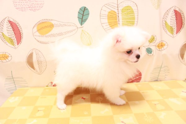 東京都のペキポメ/ポメペキ(ペキニーズ×ポメラニアン) (ペットショッププチマリア 町田多摩境店/2026年4月6日生まれ/女の子/ホワイト)の子犬の4枚目の画像