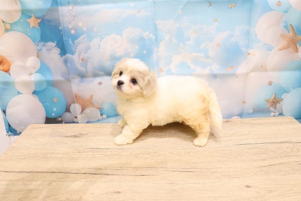 愛知県のペキプー(ペキニーズ×プードル) (ペットショッププチマリア 一宮イオンモール木曽川キリオ店/2026年5月4日生まれ/女の子/クリームホワイト)の子犬の4枚目の画像