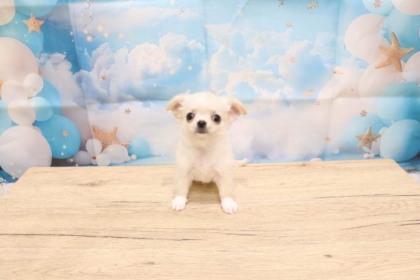 愛知県のチワワ(ロング) (ペットショッププチマリア 一宮イオンモール木曽川キリオ店/2026年5月4日生まれ/男の子/クリームホワイト)の子犬の3枚目の画像