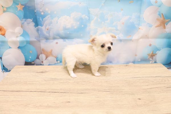 愛知県のチワワ(ロング) (ペットショッププチマリア 一宮イオンモール木曽川キリオ店/2026年5月4日生まれ/男の子/クリームホワイト)の子犬の4枚目の画像