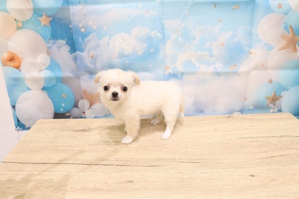 愛知県のチワワ(ロング) (ペットショッププチマリア 一宮イオンモール木曽川キリオ店/2026年5月4日生まれ/男の子/クリームホワイト)の子犬の2枚目の画像