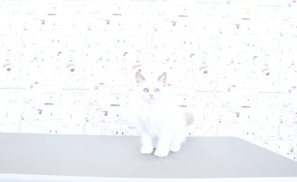 三重県のラグドール (ペットショッププチマリア　イオンタウン松阪船江店/2026年4月18日生まれ/男の子/ブルーポイントバイカラー)の子猫の4枚目の画像