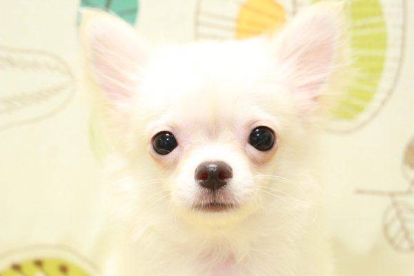 東京都のチワワ(ロング) (ペットショッププチマリア 町田多摩境店/2026年3月26日生まれ/男の子/クリーム)の子犬の1枚目の画像