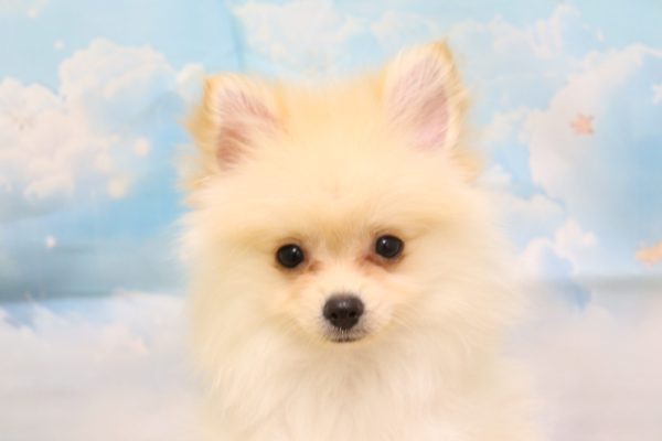 愛知県のポメプー(ポメラニアン×プードル) (ペットショッププチマリア 一宮イオンモール木曽川キリオ店/2026年3月18日生まれ/女の子/クリーム)の子犬の1枚目の画像