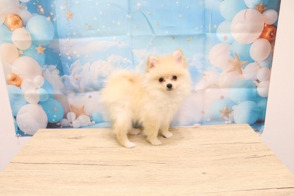 愛知県のポメプー(ポメラニアン×プードル) (ペットショッププチマリア 一宮イオンモール木曽川キリオ店/2026年3月18日生まれ/女の子/クリーム)の子犬の3枚目の画像