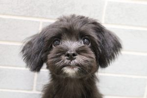 ミックス（ハーフ犬）