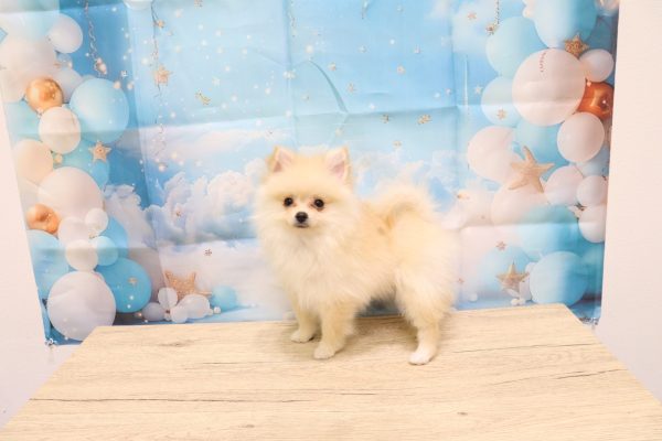 愛知県のポメプー(ポメラニアン×プードル) (ペットショッププチマリア 一宮イオンモール木曽川キリオ店/2026年3月18日生まれ/女の子/クリーム)の子犬の4枚目の画像