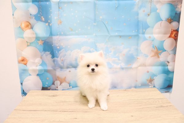 愛知県のポメラニアン (ペットショッププチマリア 一宮イオンモール木曽川キリオ店/2026年4月7日生まれ/女の子/クリーム)の子犬の1枚目の画像