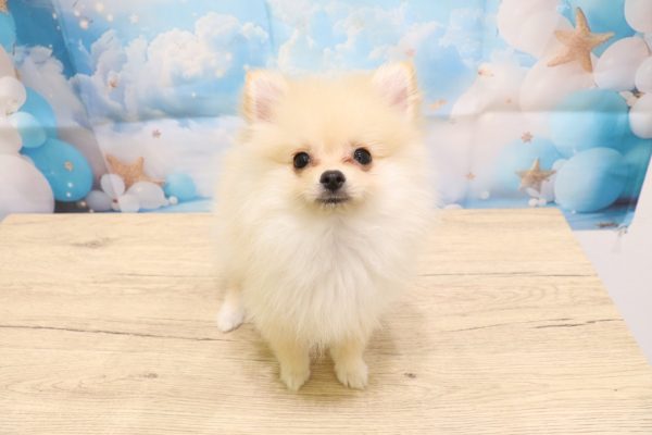 愛知県のポメプー(ポメラニアン×プードル) (ペットショッププチマリア 一宮イオンモール木曽川キリオ店/2026年3月18日生まれ/女の子/クリーム)の子犬の2枚目の画像
