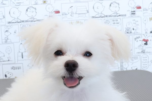 三重県のポメマル/マルポメ(ポメラニアン×マルチーズ) (ペットショッププチマリア　イオンタウン松阪船江店/2026年3月15日生まれ/男の子/クリーム)の子犬の1枚目の画像