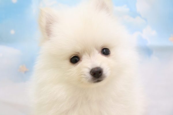 ポメラニアン