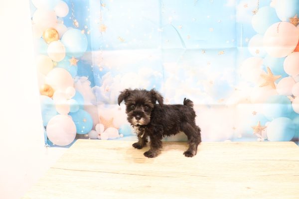 愛知県のミニチュアシュナウザー (ペットショッププチマリア 一宮イオンモール木曽川キリオ店/2026年5月9日生まれ/男の子/ソルトペッパー)の子犬の3枚目の画像