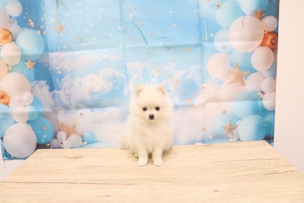 愛知県のポメラニアン (ペットショッププチマリア 一宮イオンモール木曽川キリオ店/2026年5月10日生まれ/女の子/クリーム)の子犬の2枚目の画像