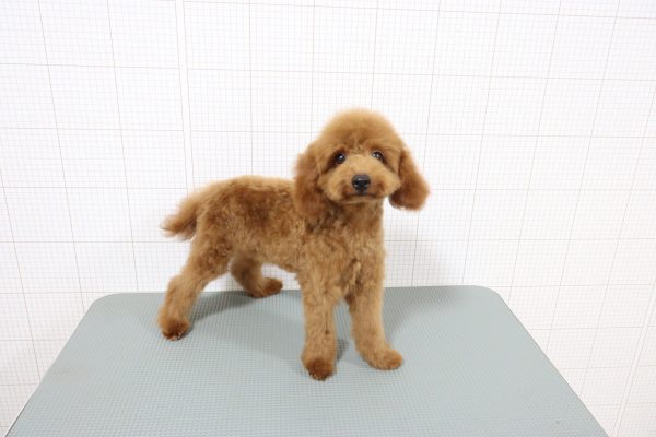 岐阜県のトイプードル(トイ) (ペットショッププチマリア 岐阜羽島店/2026年2月16日生まれ/男の子/レッドフォーン)の子犬の3枚目の画像