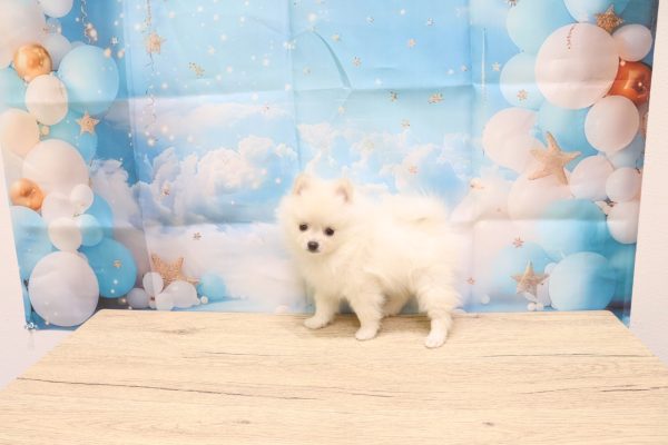 愛知県のポメラニアン (ペットショッププチマリア 一宮イオンモール木曽川キリオ店/2026年5月10日生まれ/女の子/クリーム)の子犬の3枚目の画像