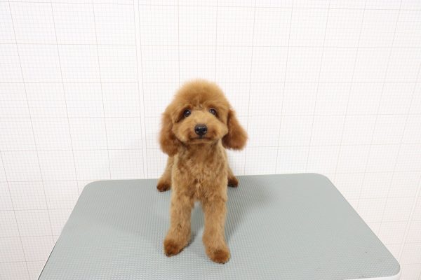 岐阜県のトイプードル(トイ) (ペットショッププチマリア 岐阜羽島店/2026年2月16日生まれ/男の子/レッドフォーン)の子犬の4枚目の画像