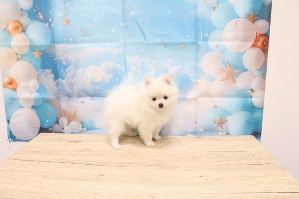 愛知県のポメラニアン (ペットショッププチマリア 一宮イオンモール木曽川キリオ店/2026年5月10日生まれ/女の子/クリーム)の子犬の4枚目の画像