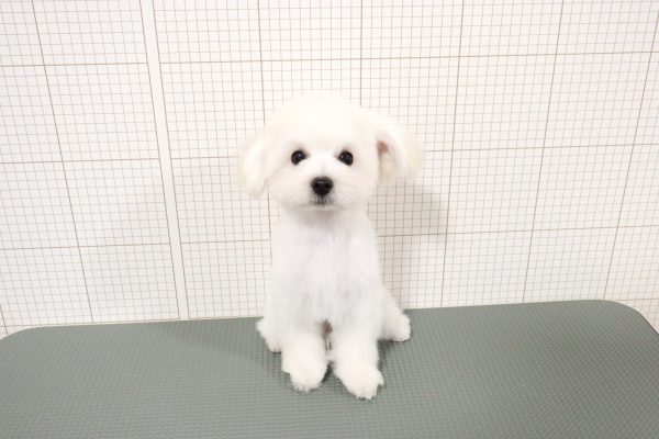 岐阜県のマルプー(マルチーズ×プードル) (ペットショッププチマリア 岐阜羽島店/2026年3月28日生まれ/男の子/クリーム)の子犬の4枚目の画像