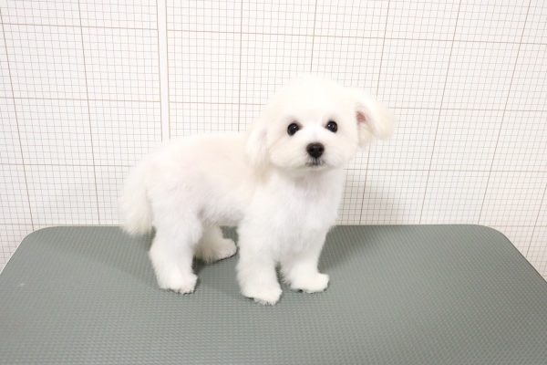 岐阜県のマルプー(マルチーズ×プードル) (ペットショッププチマリア 岐阜羽島店/2026年3月28日生まれ/男の子/クリーム)の子犬の2枚目の画像