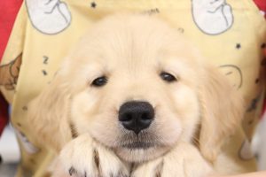 ゴールデンレトリーバー