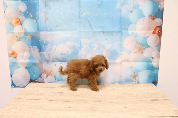 愛知県のトイプードル(トイ) (ペットショッププチマリア 一宮イオンモール木曽川キリオ店/2026年5月8日生まれ/女の子/レッド)の子犬の3枚目の画像
