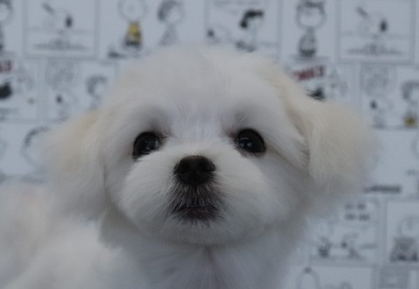 三重県のマルチーズ (ペットショッププチマリア　イオンタウン松阪船江店/2026年4月8日生まれ/男の子/ホワイト)の子犬の1枚目の画像