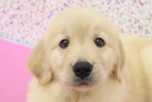 ゴールデンレトリーバー