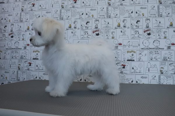 三重県のマルチーズ (ペットショッププチマリア　イオンタウン松阪船江店/2026年4月8日生まれ/男の子/ホワイト)の子犬の4枚目の画像